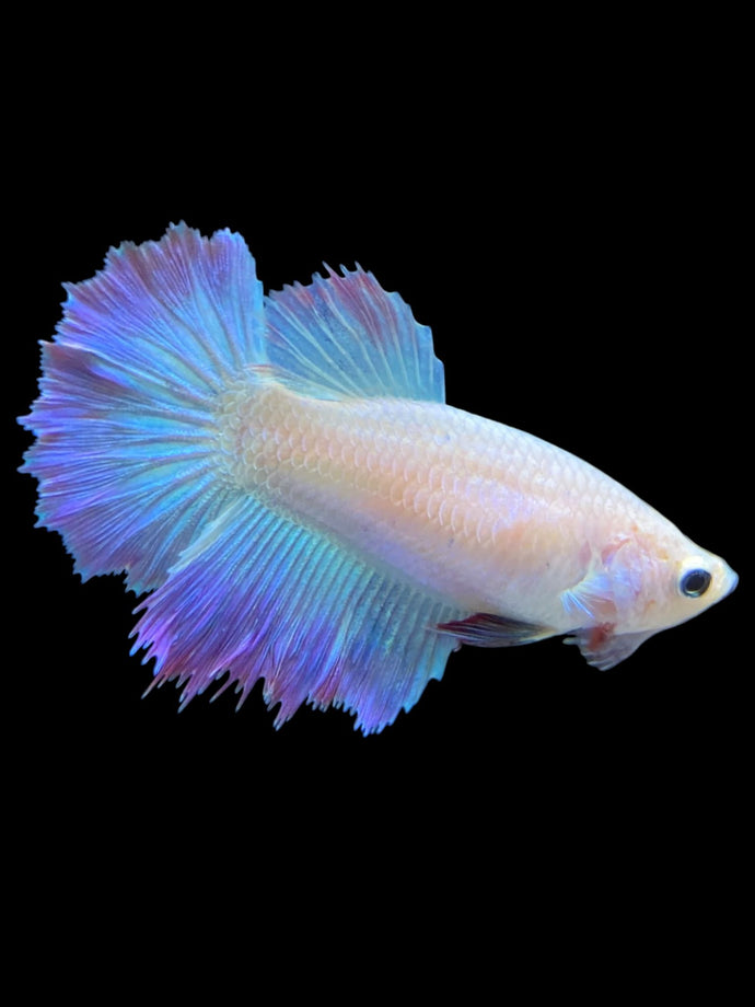 TOP GRADE Female Rosetail - Pastel Pink/Purple #1892 - Live Betta Fish