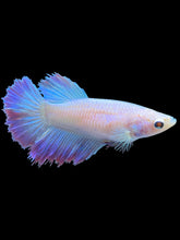 Load image into Gallery viewer, TOP GRADE Female Rosetail - Pastel Pink/Purple #1892 - Live Betta Fish
