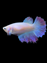 Load image into Gallery viewer, TOP GRADE Female Rosetail - Pastel Pink/Purple #1892 - Live Betta Fish
