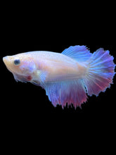 Load image into Gallery viewer, TOP GRADE Female Rosetail - Pastel Pink/Purple #1892 - Live Betta Fish
