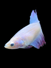 Load image into Gallery viewer, TOP GRADE Female Rosetail - Pastel Pink/Purple #1892 - Live Betta Fish

