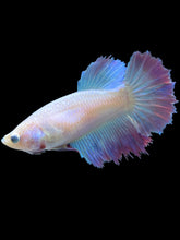 Load image into Gallery viewer, TOP GRADE Female Rosetail - Pastel Pink/Purple #1892 - Live Betta Fish

