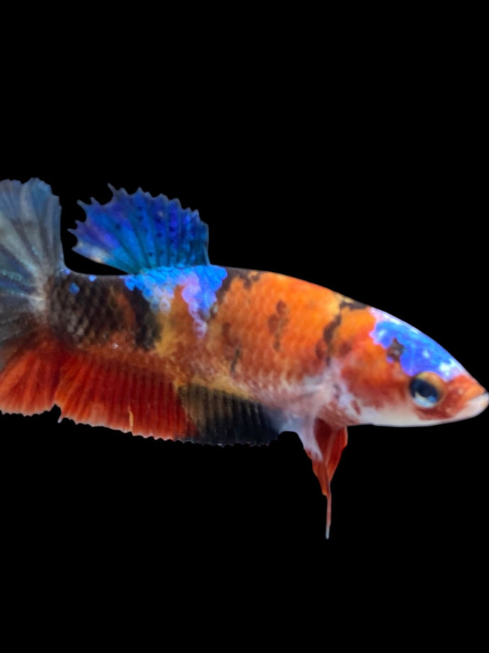 Female Halfmoon Plakat - Galaxy #1893 - Live Betta Fish