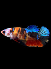 Load image into Gallery viewer, Female Halfmoon Plakat - Galaxy #1893 - Live Betta Fish
