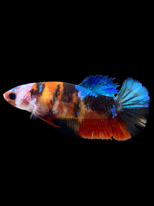 Female Halfmoon Plakat - Galaxy #1893 - Live Betta Fish
