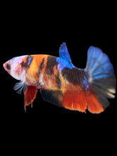 Load image into Gallery viewer, Female Halfmoon Plakat - Galaxy #1893 - Live Betta Fish
