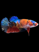 Load image into Gallery viewer, Female Halfmoon Plakat - Galaxy #1893 - Live Betta Fish
