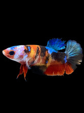 Load image into Gallery viewer, Female Halfmoon Plakat - Galaxy #1893 - Live Betta Fish
