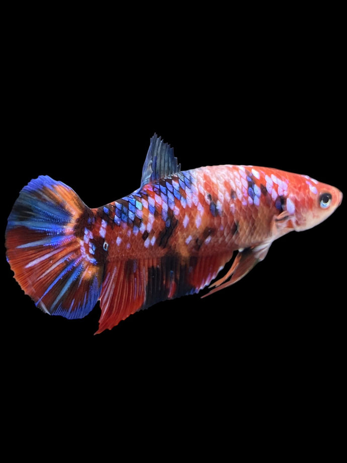 GIANT Female Halfmoon Plakat - Multicolor #1894 Live Betta Fish