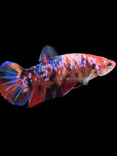 Load image into Gallery viewer, GIANT Female Halfmoon Plakat - Multicolor #1894 Live Betta Fish
