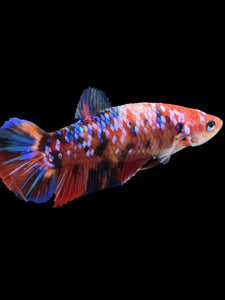 GIANT Female Halfmoon Plakat - Multicolor #1894 Live Betta Fish