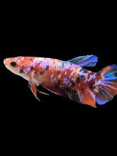 Load image into Gallery viewer, GIANT Female Halfmoon Plakat - Multicolor #1894 Live Betta Fish
