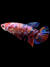 Load image into Gallery viewer, GIANT Female Halfmoon Plakat - Multicolor #1894 Live Betta Fish
