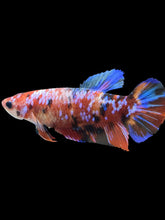 Load image into Gallery viewer, GIANT Female Halfmoon Plakat - Multicolor #1894 Live Betta Fish
