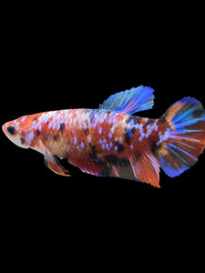 GIANT Female Halfmoon Plakat - Multicolor #1894 Live Betta Fish