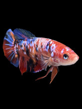 Load image into Gallery viewer, GIANT Female Halfmoon Plakat - Multicolor #1894 Live Betta Fish
