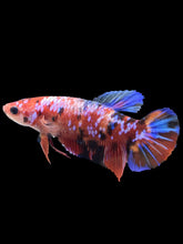 Load image into Gallery viewer, GIANT Female Halfmoon Plakat - Multicolor #1894 Live Betta Fish
