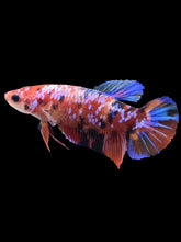 Load image into Gallery viewer, GIANT Female Halfmoon Plakat - Multicolor #1894 Live Betta Fish
