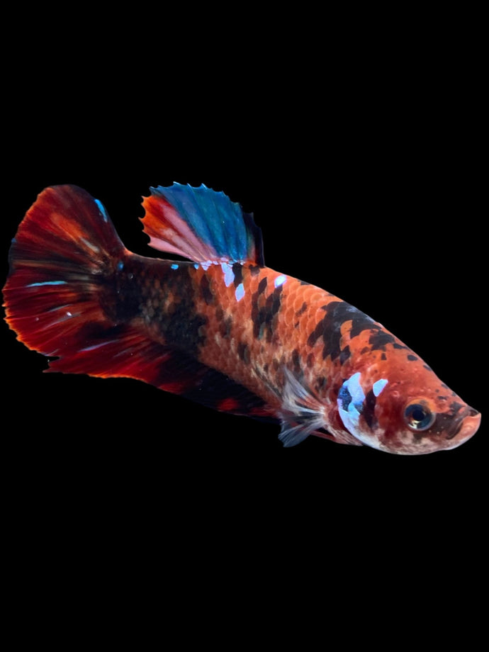 GIANT Female Halfmoon Plakat - Red Galaxy #1895 Live Betta Fish