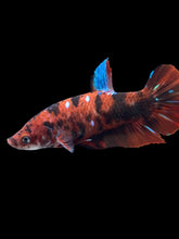 Load image into Gallery viewer, GIANT Female Halfmoon Plakat - Red Galaxy #1895 Live Betta Fish

