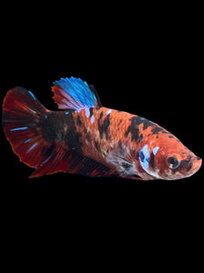 GIANT Female Halfmoon Plakat - Red Galaxy #1895 Live Betta Fish
