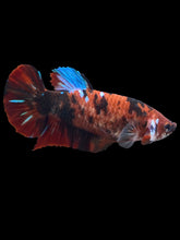 Load image into Gallery viewer, GIANT Female Halfmoon Plakat - Red Galaxy #1895 Live Betta Fish

