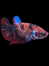 Load image into Gallery viewer, GIANT Female Halfmoon Plakat - Red Galaxy #1895 Live Betta Fish
