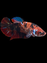 Load image into Gallery viewer, GIANT Female Halfmoon Plakat - Red Galaxy #1895 Live Betta Fish
