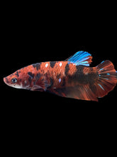 Load image into Gallery viewer, GIANT Female Halfmoon Plakat - Red Galaxy #1895 Live Betta Fish
