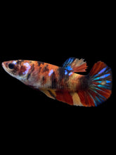 Load image into Gallery viewer, Female Halfmoon Plakat - Multicolor #1897 - Live Betta Fish
