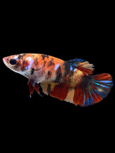 Load image into Gallery viewer, Female Halfmoon Plakat - Multicolor #1897 - Live Betta Fish

