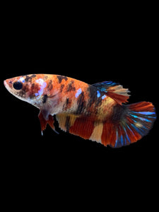 Female Halfmoon Plakat - Multicolor #1897 - Live Betta Fish