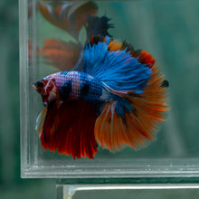 Load image into Gallery viewer, Male Halfmoon - Multicolor #1899 - Live Betta Fish
