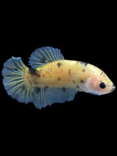 Load image into Gallery viewer, Female Halfmoon Plakat - Yellow Bumblebee #1899 - Live Betta Fish
