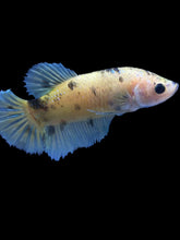 Load image into Gallery viewer, Female Halfmoon Plakat - Yellow Bumblebee #1899 - Live Betta Fish
