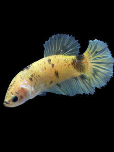 Female Halfmoon Plakat - Yellow Bumblebee #1899 - Live Betta Fish
