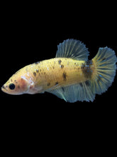 Load image into Gallery viewer, Female Halfmoon Plakat - Yellow Bumblebee #1899 - Live Betta Fish
