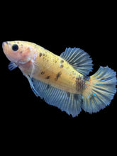Load image into Gallery viewer, Female Halfmoon Plakat - Yellow Bumblebee #1899 - Live Betta Fish

