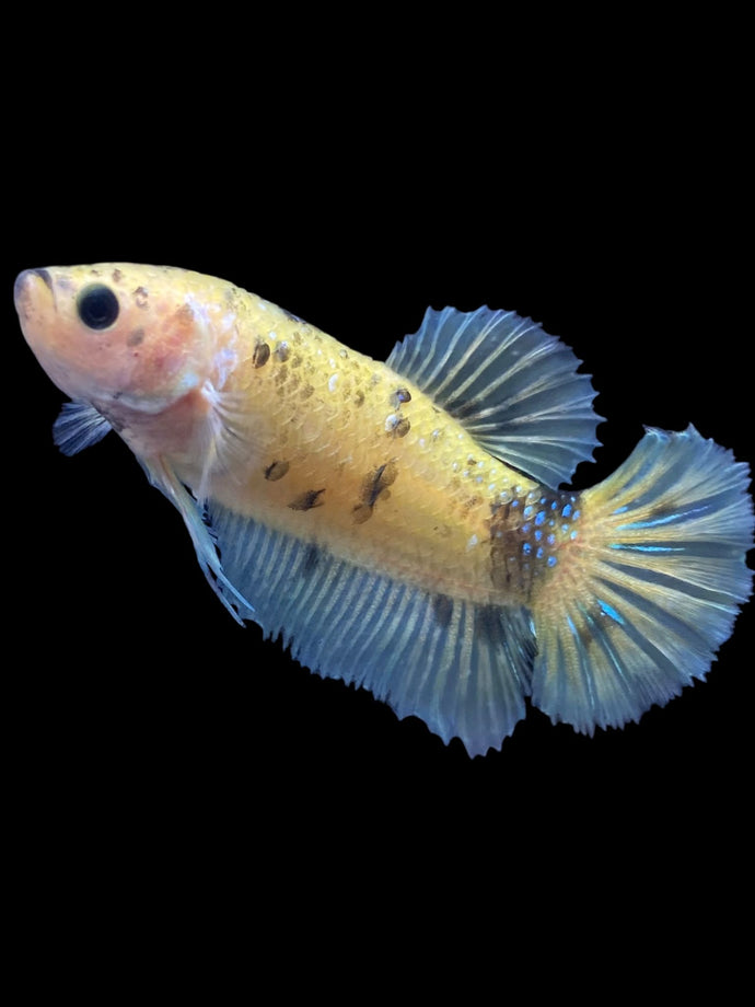 Female Halfmoon Plakat - Yellow Bumblebee #1899 - Live Betta Fish