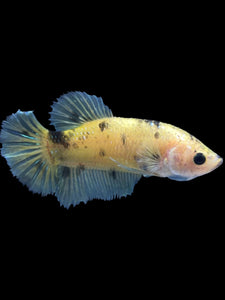 Female Halfmoon Plakat - Yellow Bumblebee #1899 - Live Betta Fish