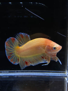 Male Halfmoon Plakat - Vanda #1900 - Live Betta Fish