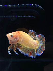 Male Halfmoon Plakat - Vanda #1900 - Live Betta Fish