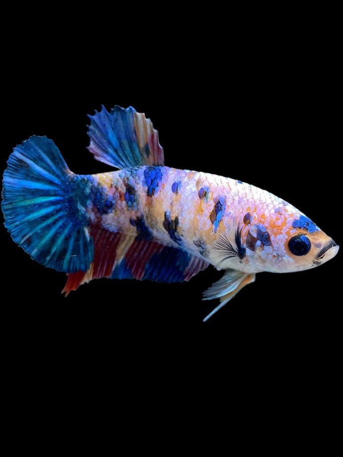 Female Halfmoon Plakat - Multicolor #1900 - Live Betta Fish