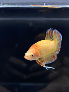 Male Halfmoon Plakat - Vanda #1900 - Live Betta Fish