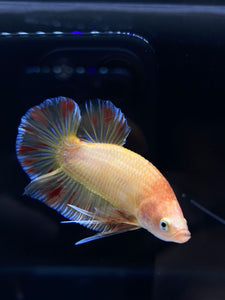 Male Halfmoon Plakat - Vanda #1900 - Live Betta Fish