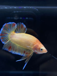 Male Halfmoon Plakat - Vanda #1900 - Live Betta Fish