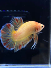 Load image into Gallery viewer, Male Halfmoon Plakat - Vanda #1900 - Live Betta Fish
