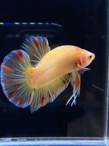 Male Halfmoon Plakat - Vanda #1900 - Live Betta Fish