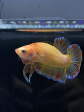 Load image into Gallery viewer, Male Halfmoon Plakat - Vanda #1900 - Live Betta Fish
