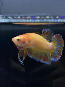 Male Halfmoon Plakat - Vanda #1900 - Live Betta Fish